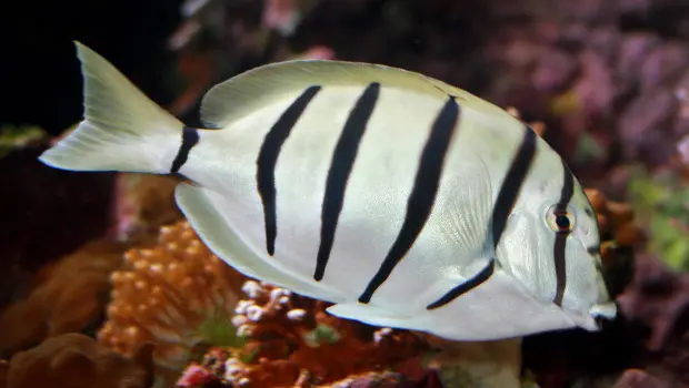 Fish - Convict Tang Fish