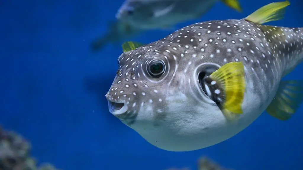 Fish - Puffer Fish