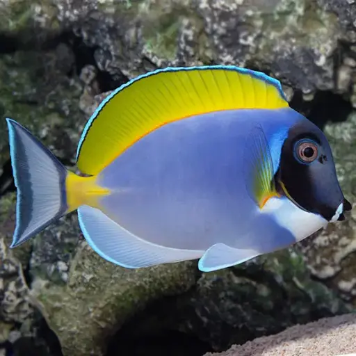 Fish - Powder Blue
