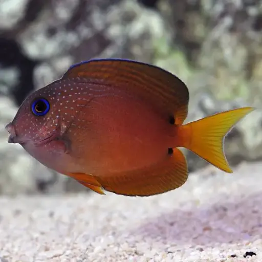 Fish - Blue Eye Surgeon 