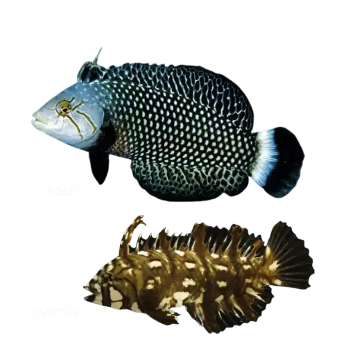 Fish - Dragon Wrasse