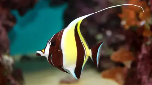 Fish - Moorish Idol