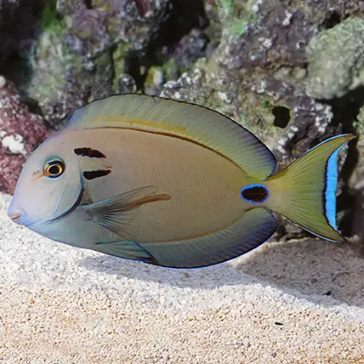 Fish - Lieutenant Tang