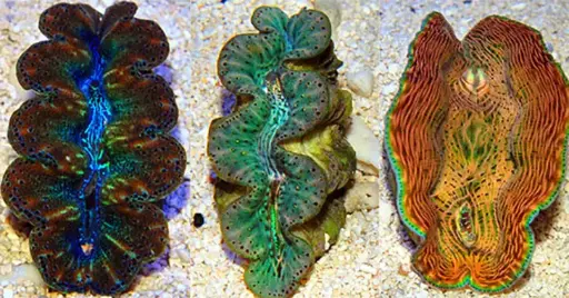 Coral - Clam
