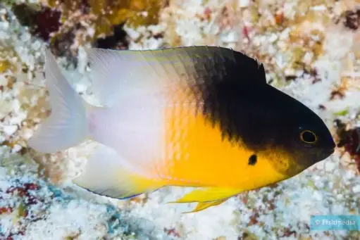 Fish - Bicolor Damsel Fish