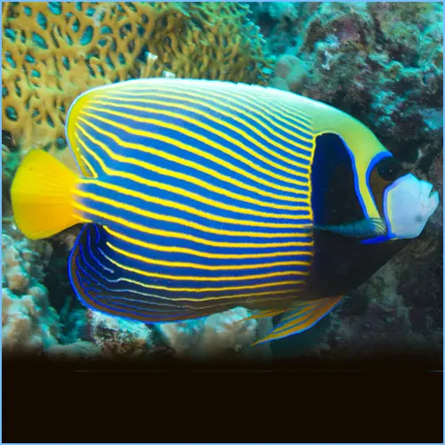 Fish - Emperor Angel Fish Adult