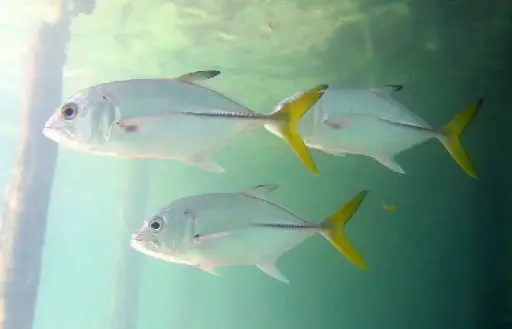 Fish - Caranx Fish