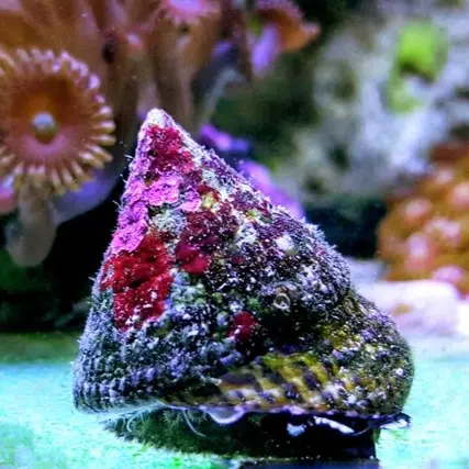 Gastropoda - Snail