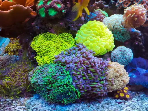 Coral - Hammer Coral