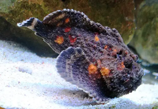 Fish - Stone Fish