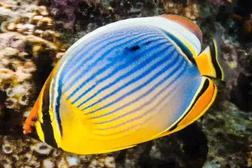 Fish - Melon Butterfly