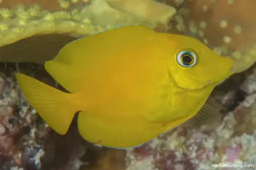 Fish - Yellow Eye Surgeon