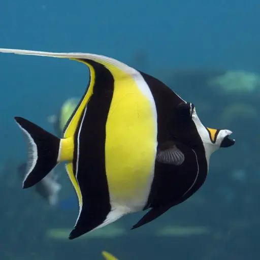 Fish - Morish Idol Fish